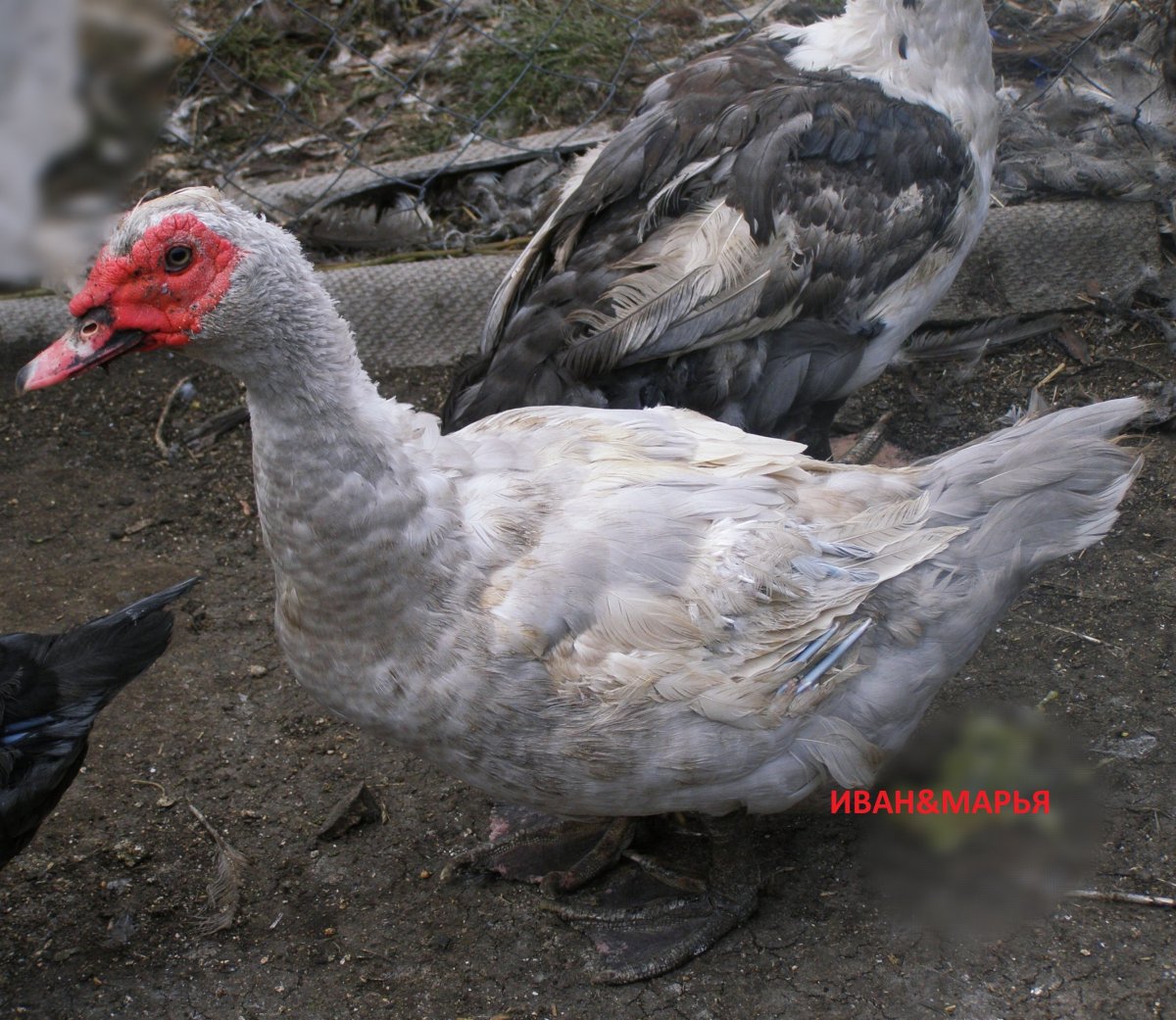 Мускусная утка красный бык