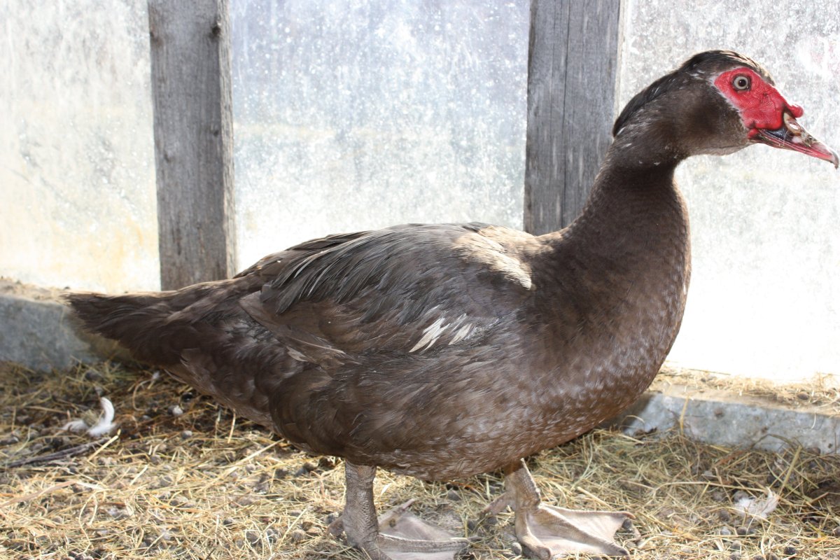 Индоутка красная мускусная