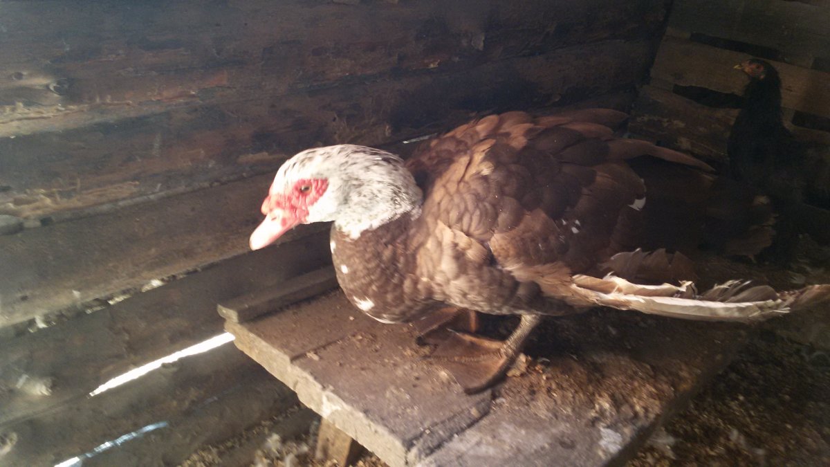 Индоутки вывернуты Крылья