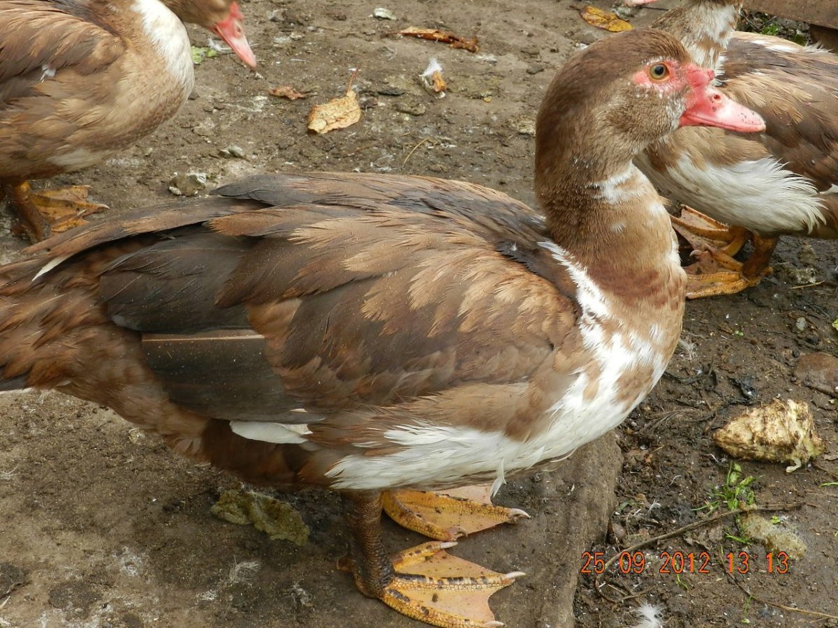 Порода индоуток красный бык