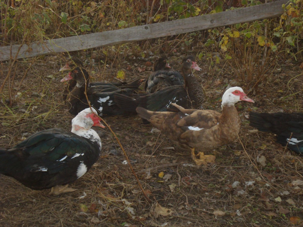 Канадская мускусная утка