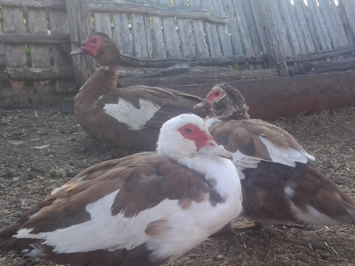 Порода индоуток красный бык