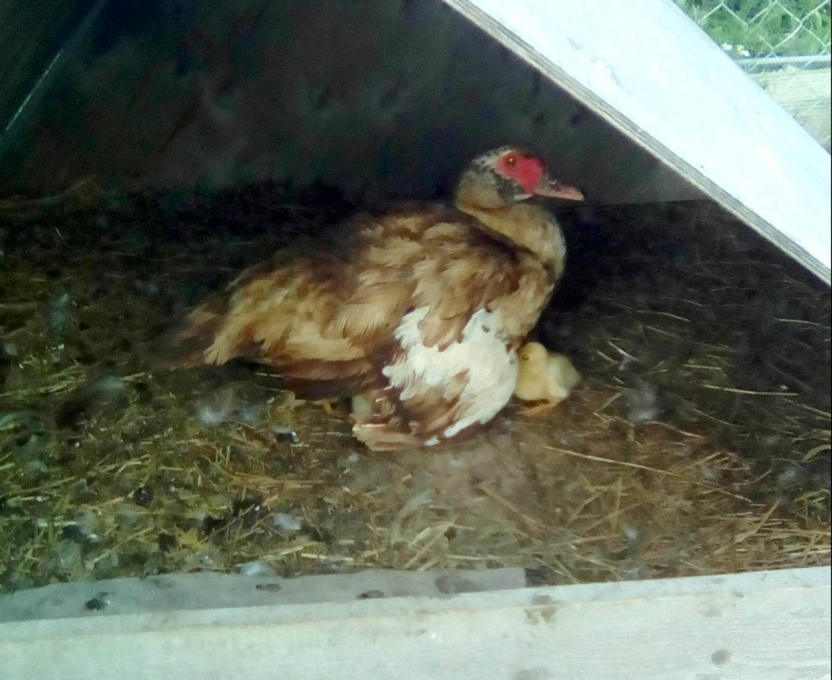 Как определить когда линька у индоуток