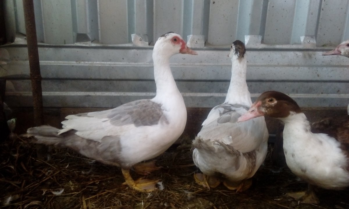 Индоутки расцветки