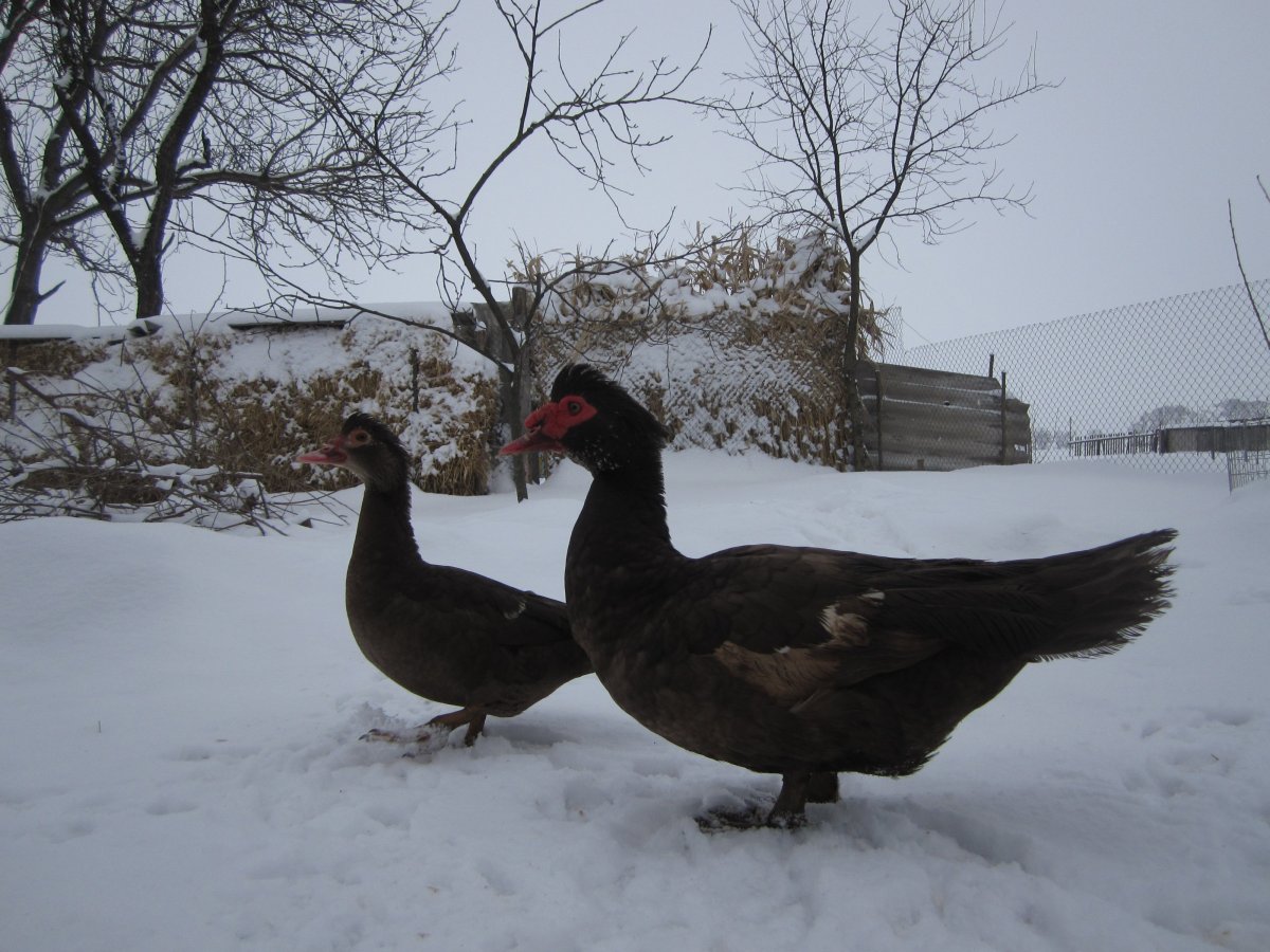 Утки мускусные красный.бык