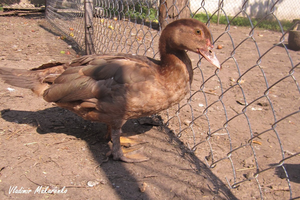 Утки мускусные красный.бык