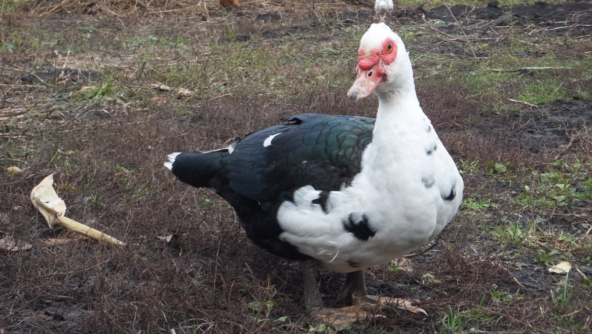 Гуси шипуны порода