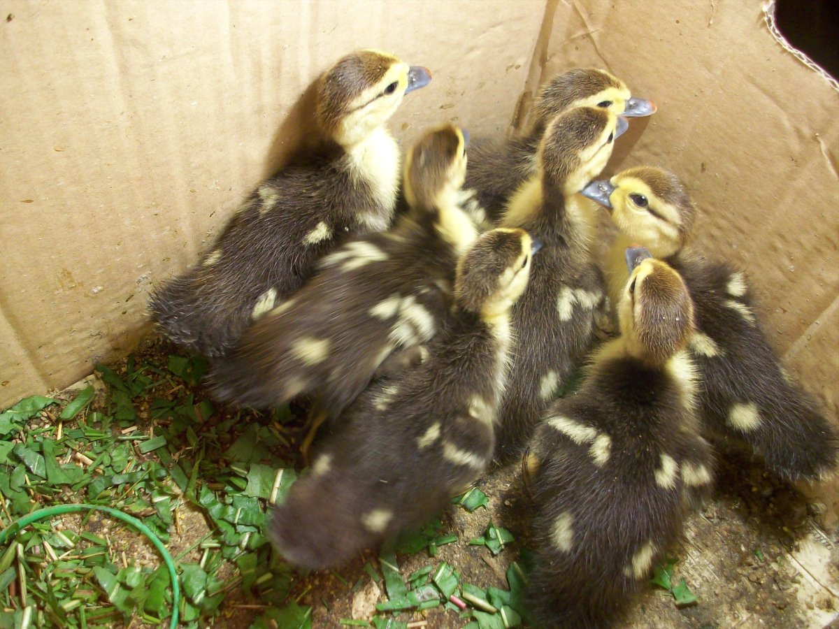 Утята мускусной утки