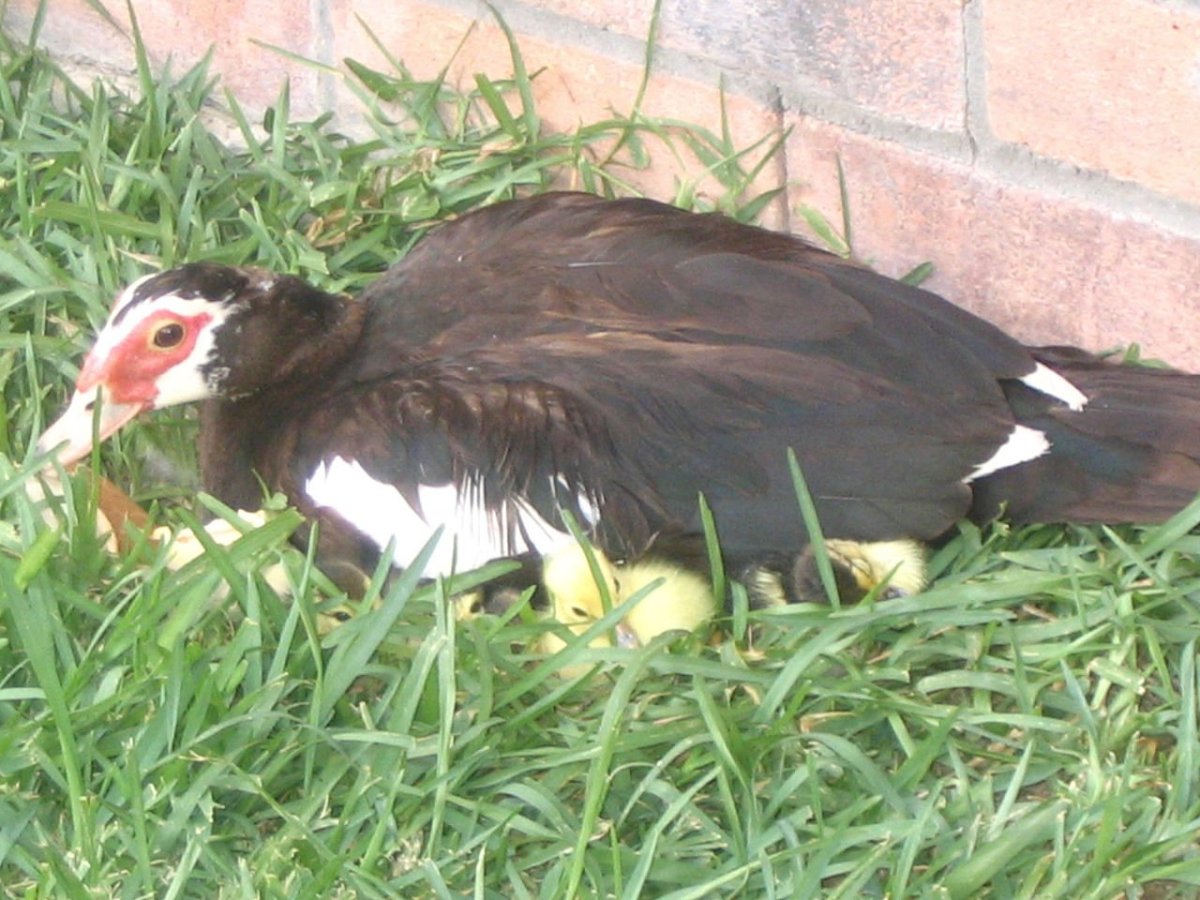 Кожные заболевания у уток