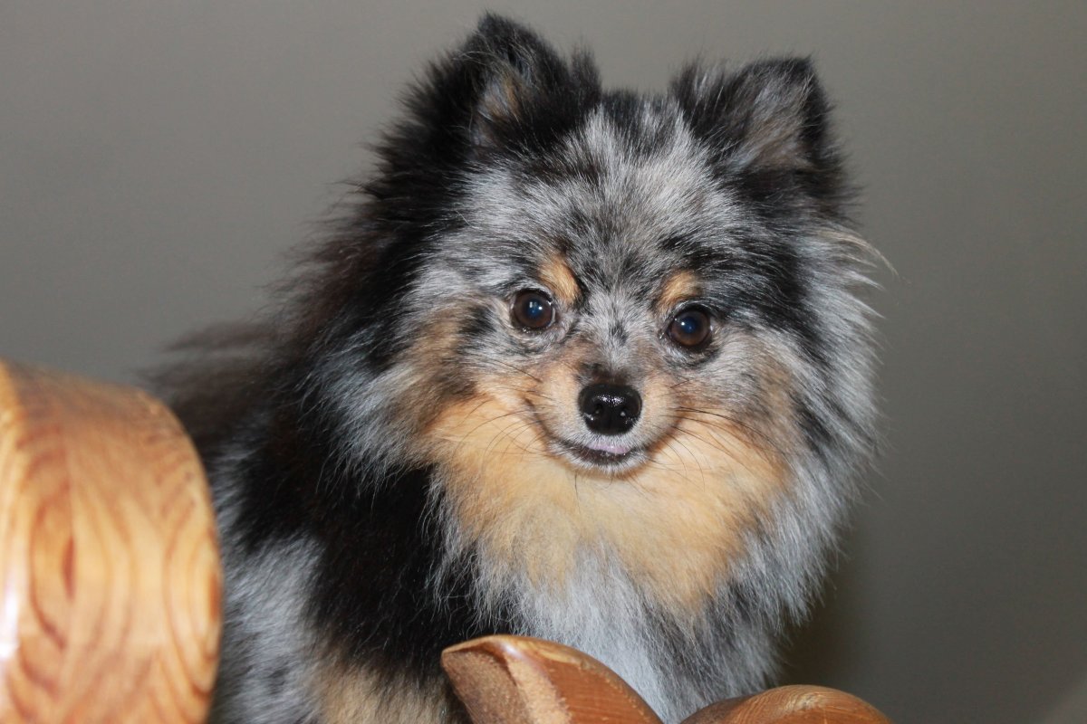 Померанский шпиц Блю Мерль