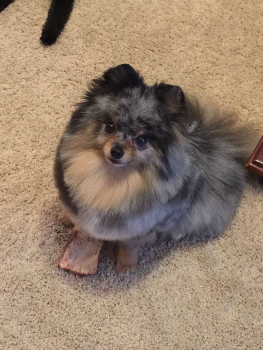 Померанский шпиц Мерле