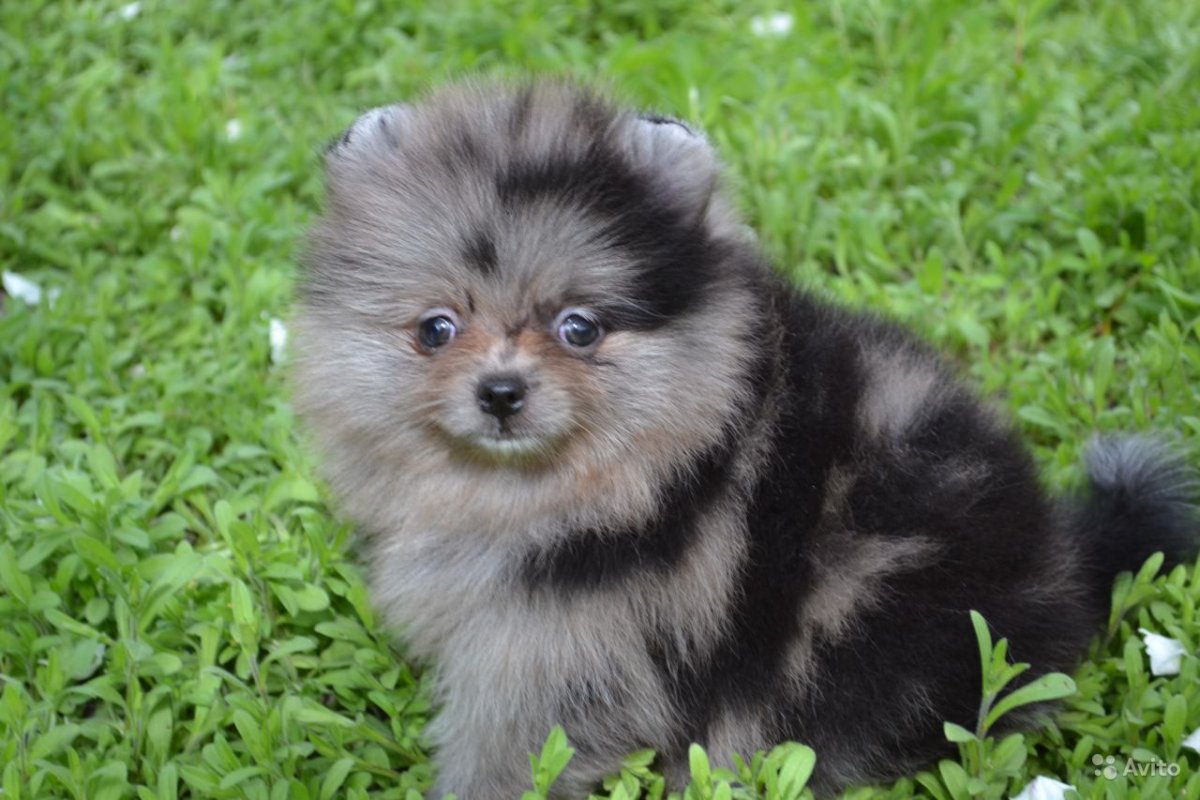 Маленький шпиц с сердечком