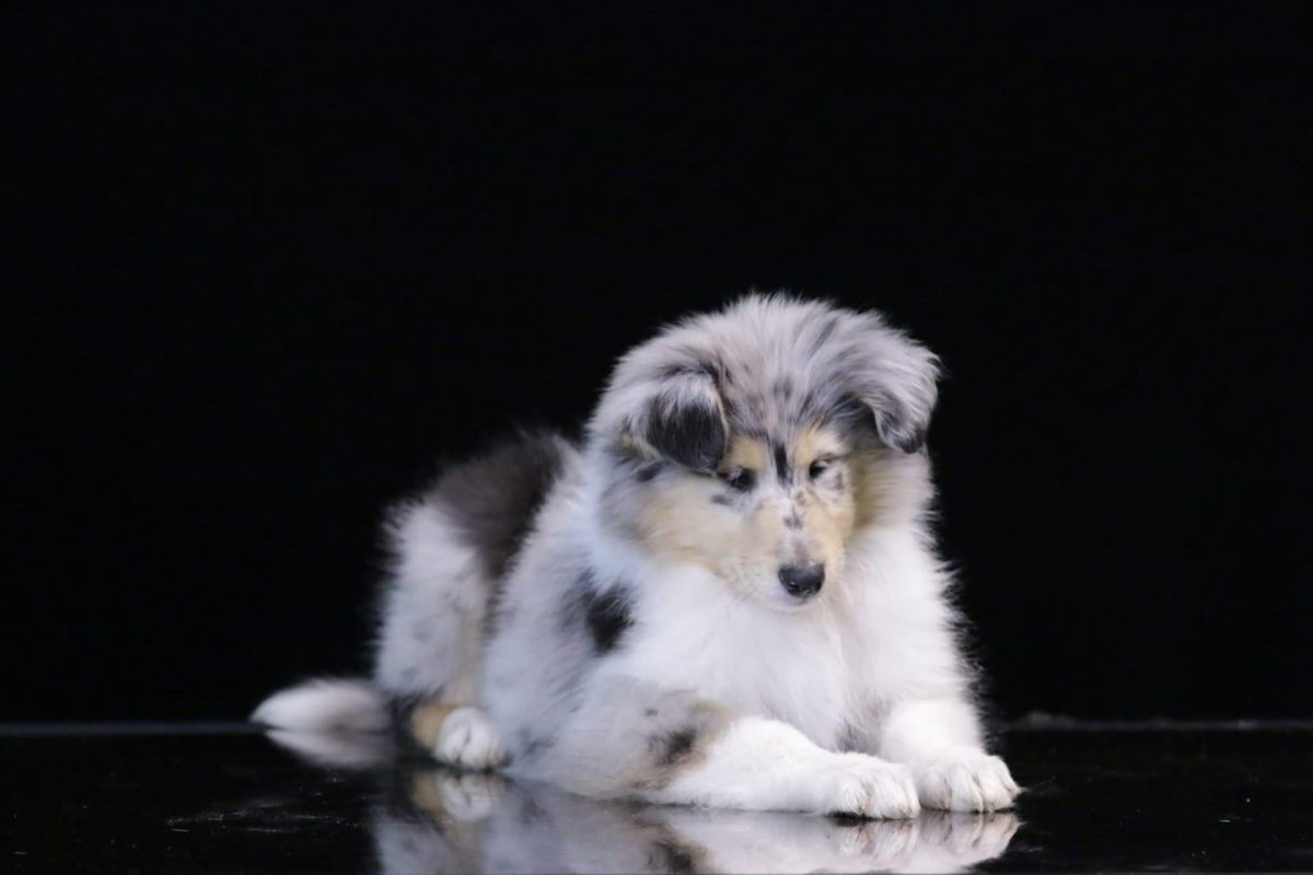 Шпиц мраморный с подпалом