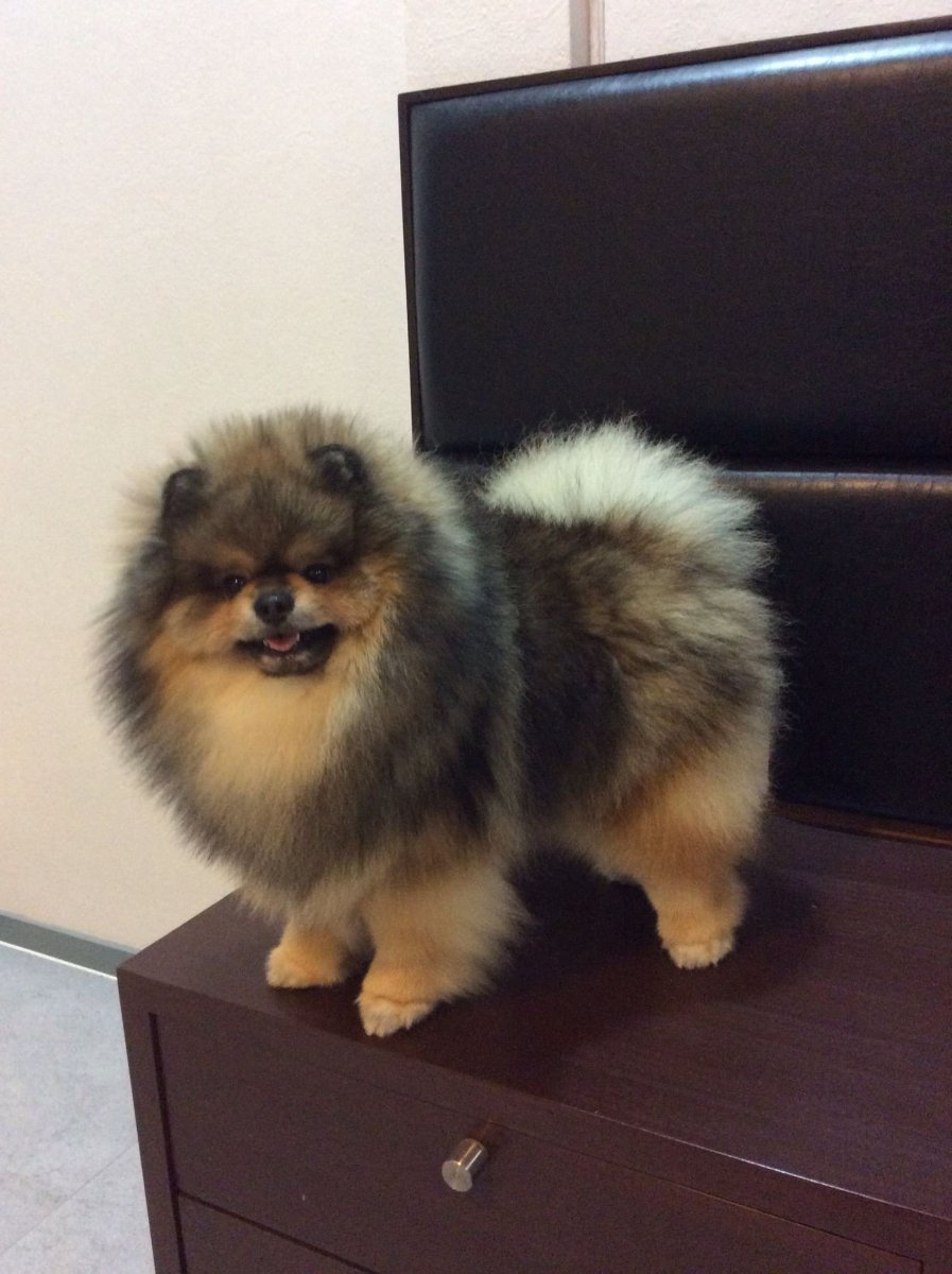 Чихуахуа Мерле длинношерстный