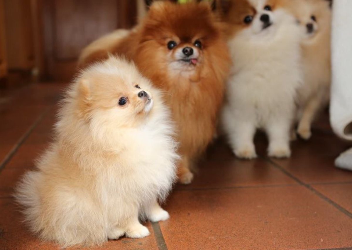 Щенки шпица от рождения до года