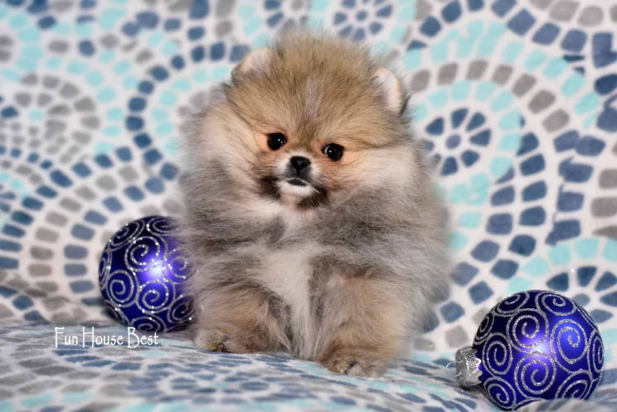 Померанский шпиц голубой