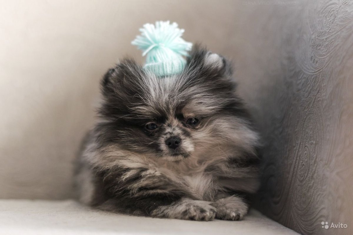 Голубо подпалый шпиц