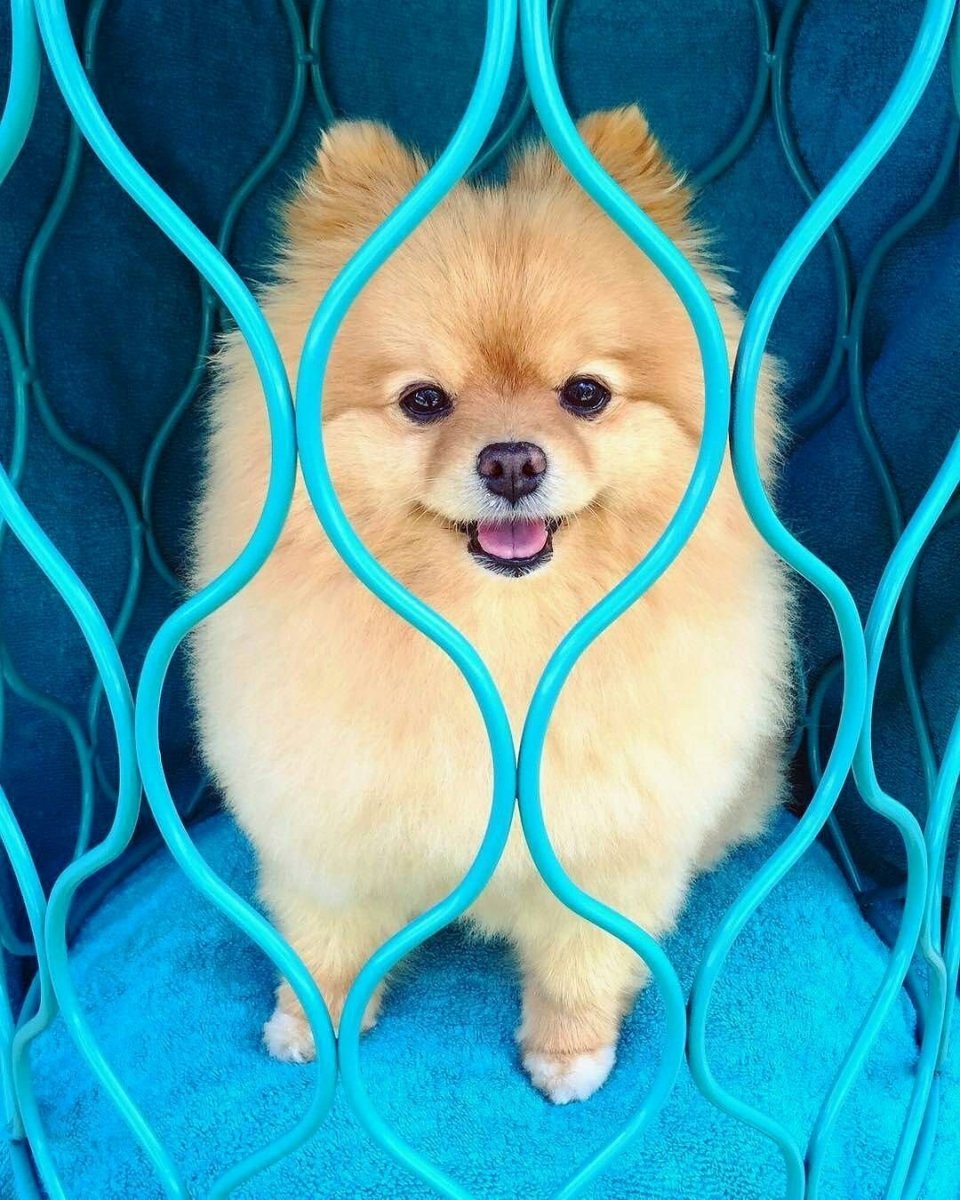 Померанский шпиц мрамор