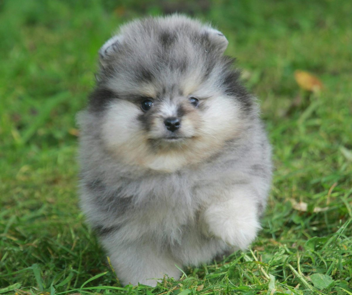 Шпиц Блю Мерль