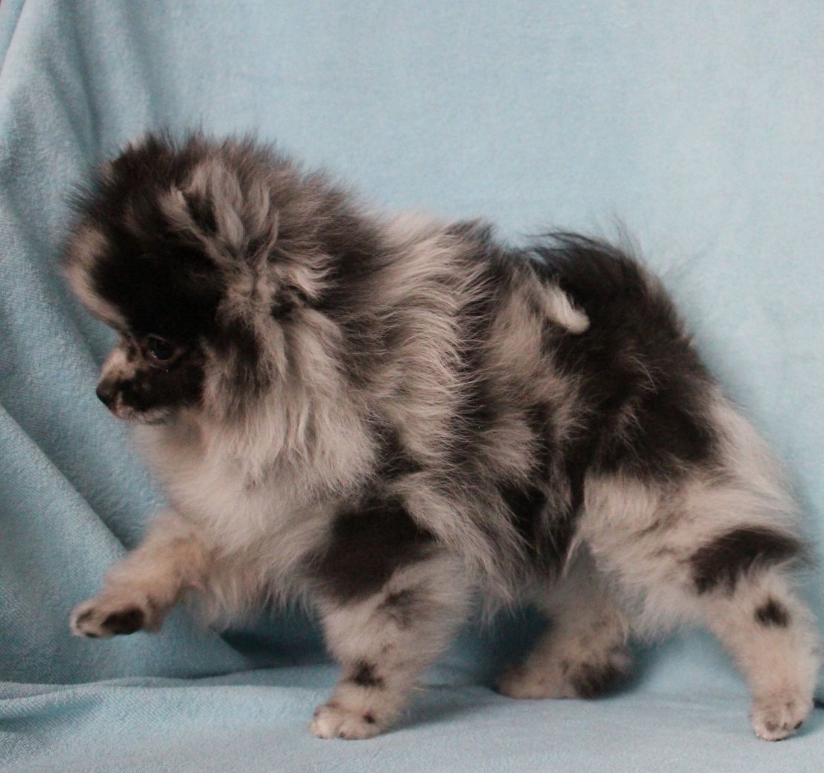 Померанский шпиц голубой