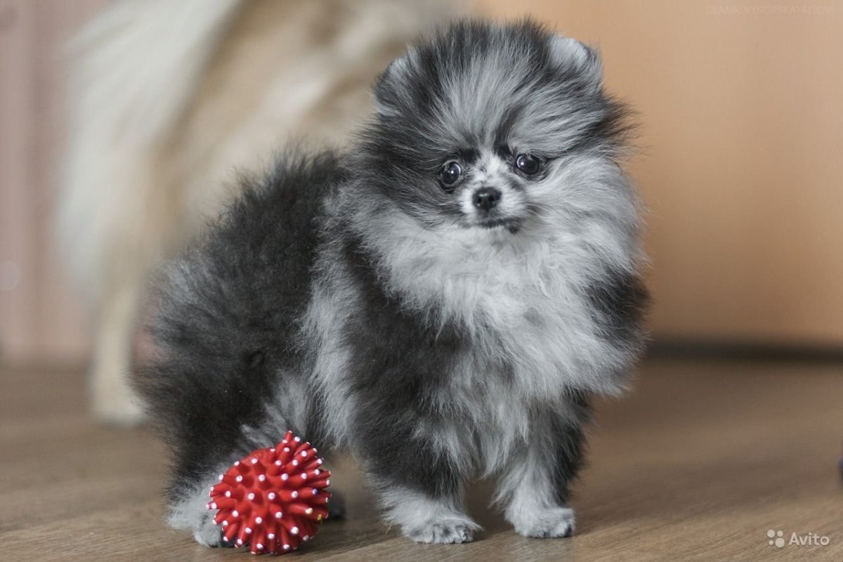 Померанский шпиц мраморный