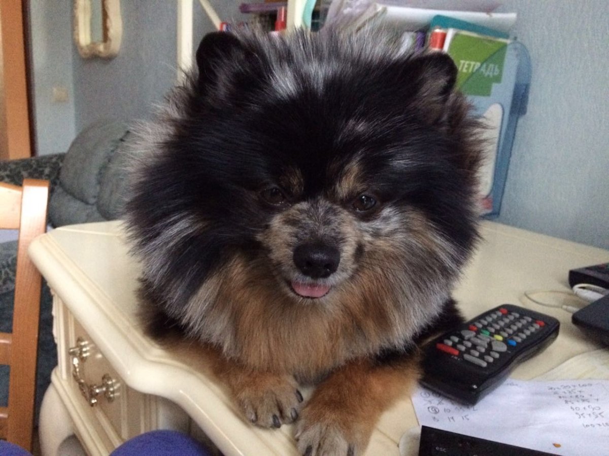 Мраморный шпиц