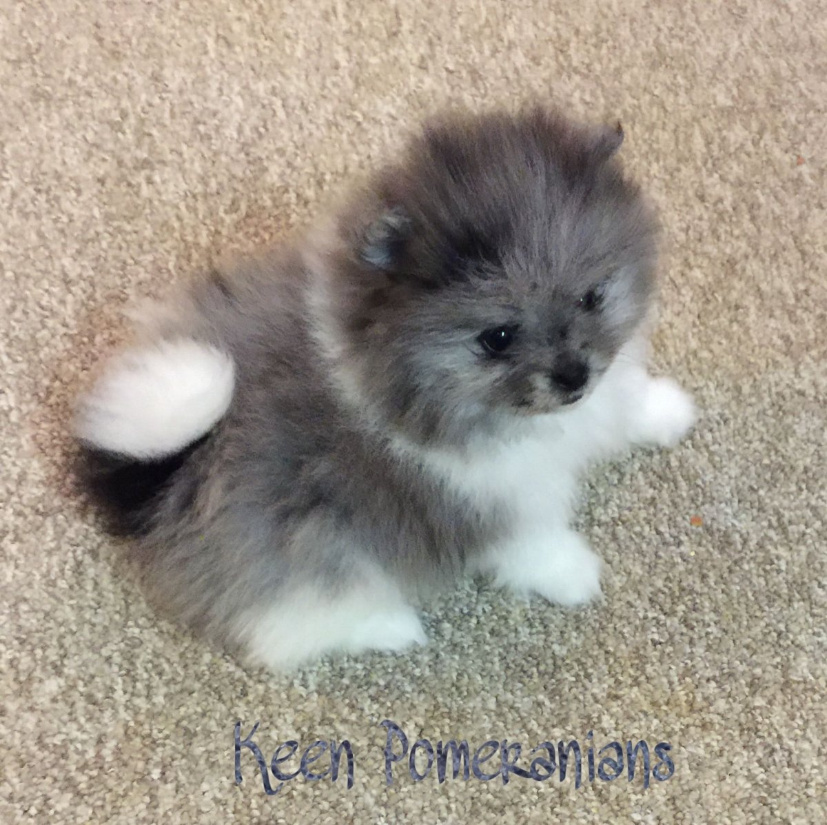 Мраморный шпиц девочка