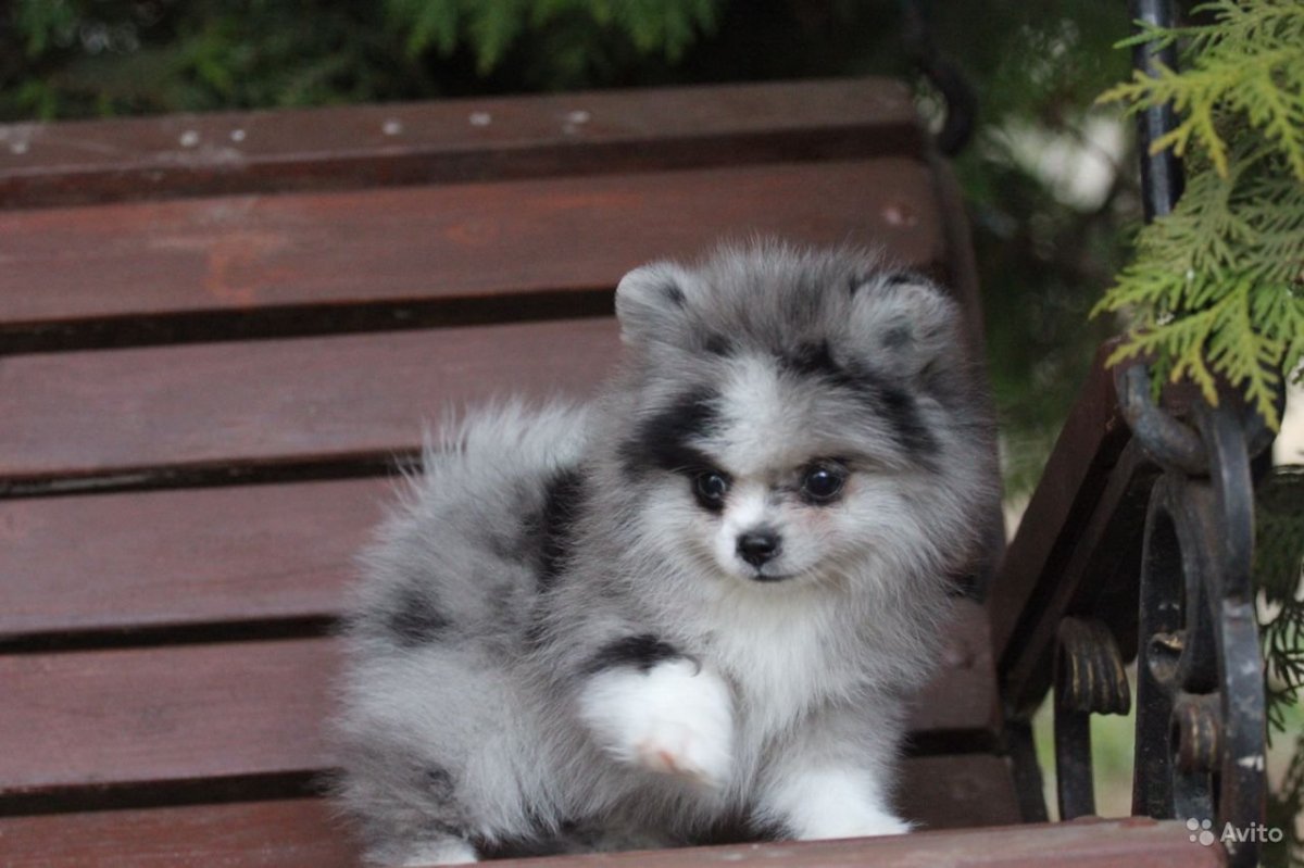 Собачка шпиц в сидячей позе