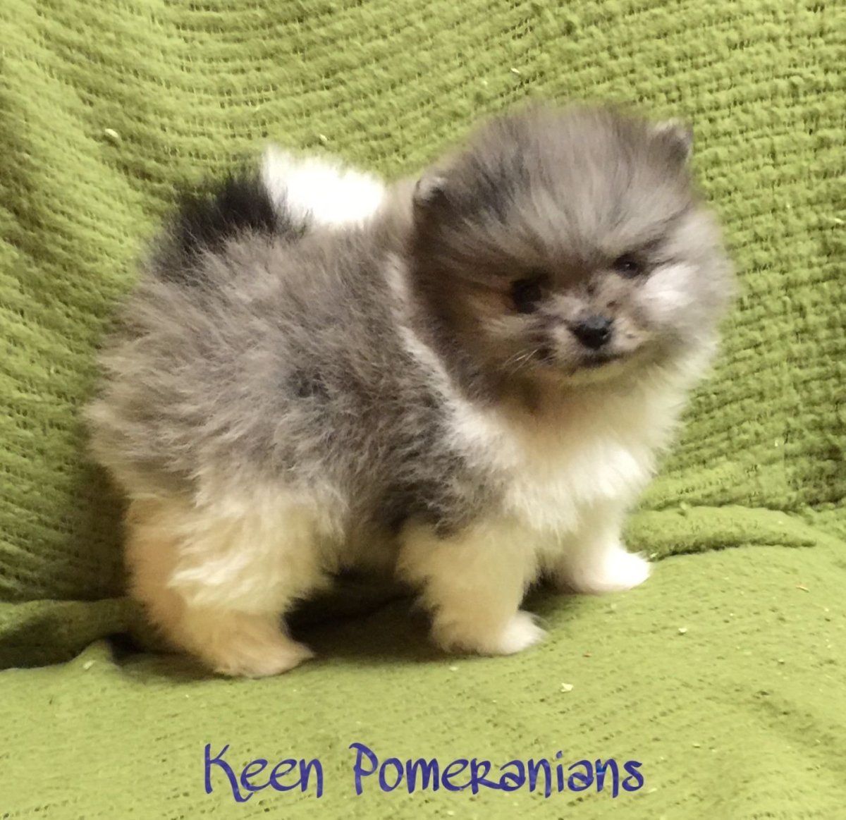 Померанский шпиц мерде