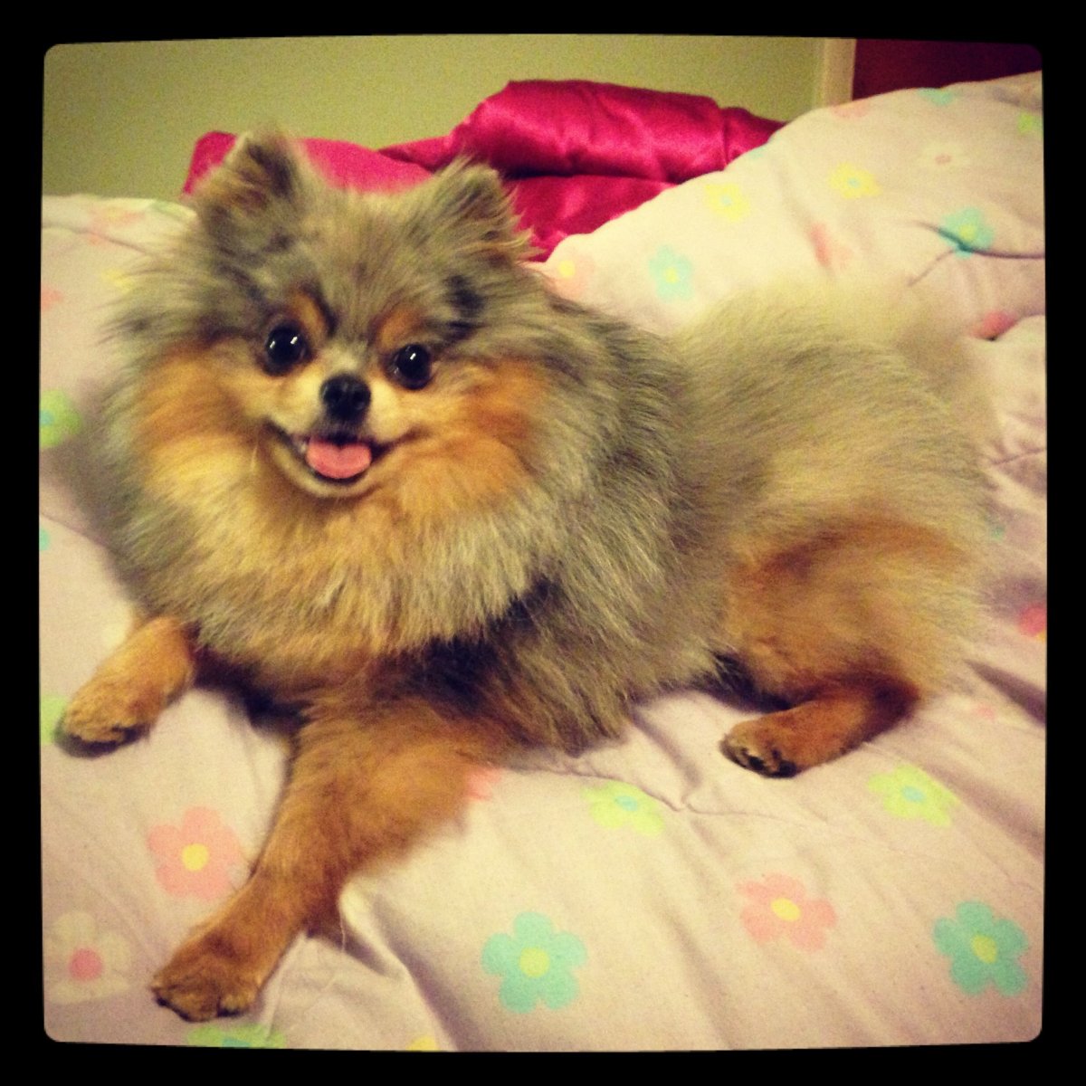 Померанский шпиц окрас мере