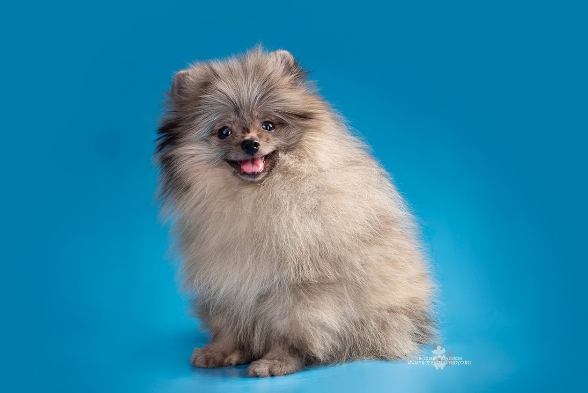 Померанский шпиц Блю Мерль