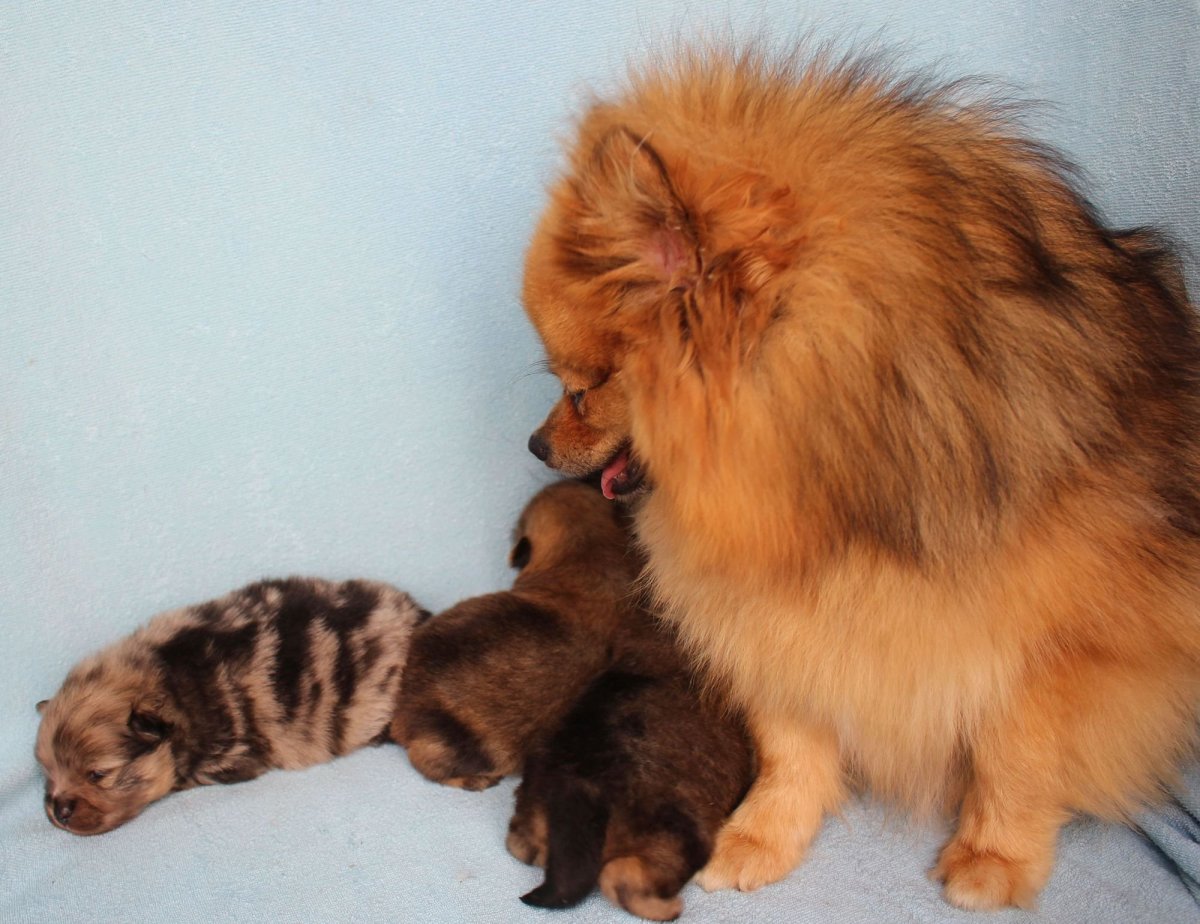 Щенки шпица мрамор