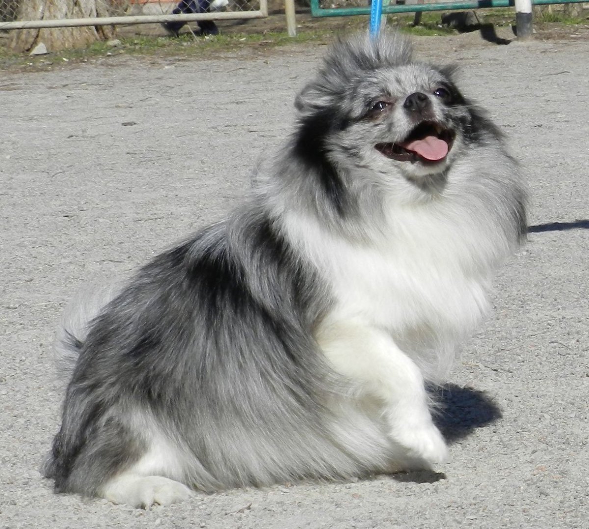 Лиловый Мерле шпиц