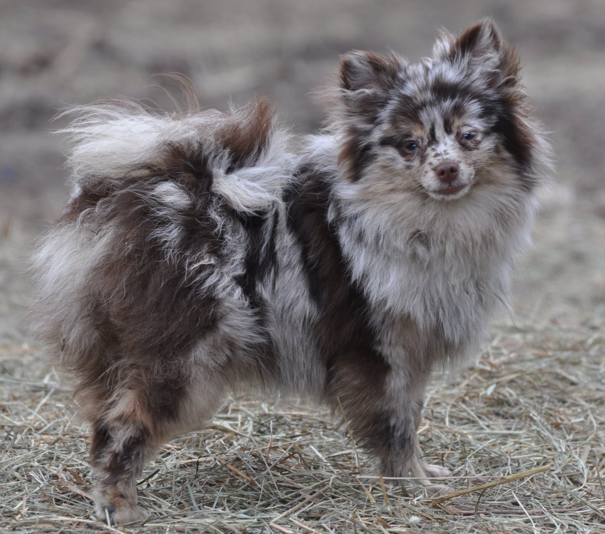 Цвет шпица Мерле голубой