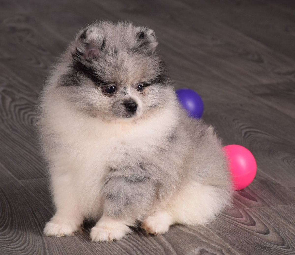 Оссипом австралийская пастушья собака и померанский шпиц