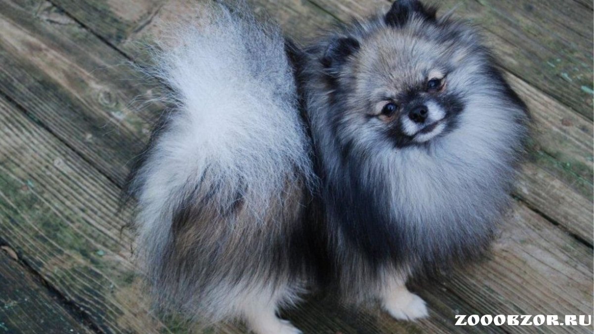 Самый дорогой и редкий шпиц