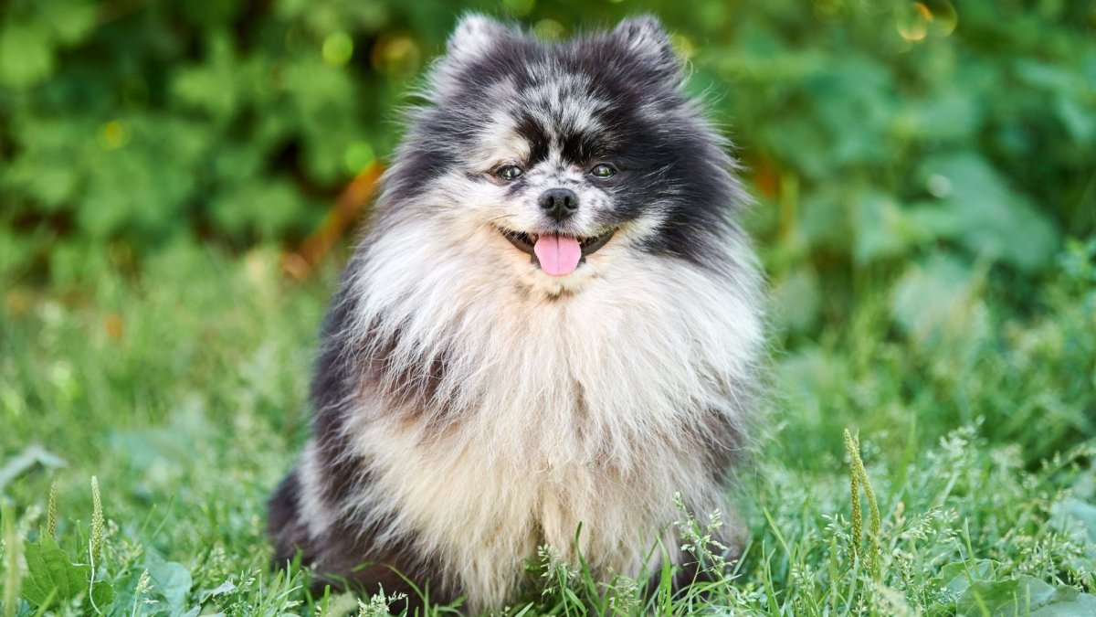 Померанский шпиц Мерль