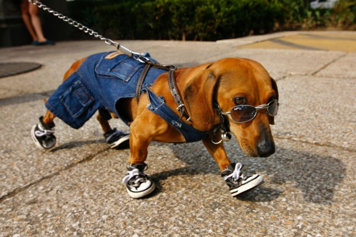 Коляска для собак инвалидов