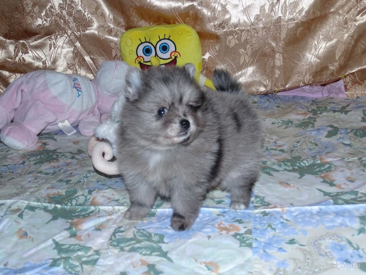 Померанский шпиц пепельный