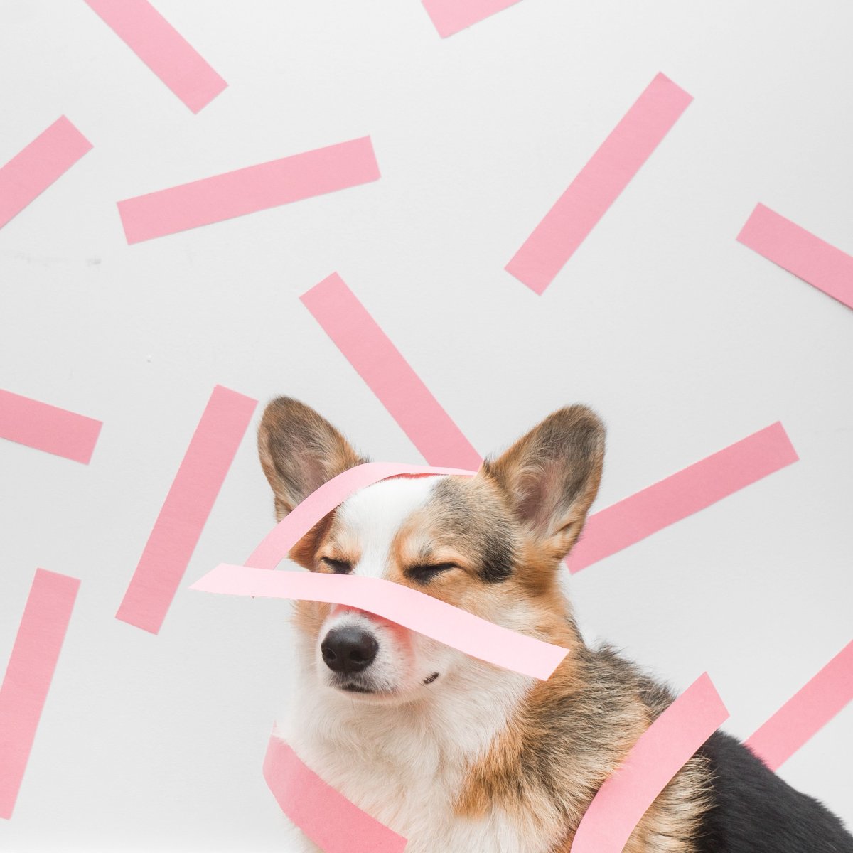 Эстетика щенков