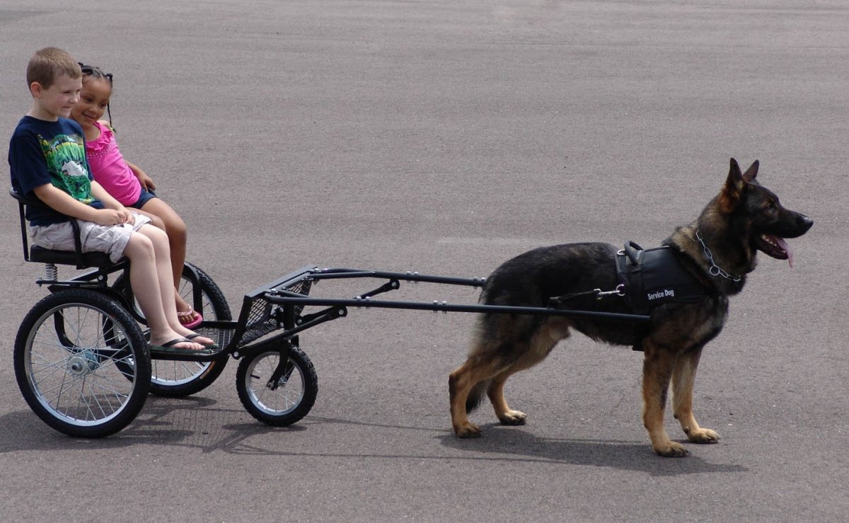 Собачьи коньки