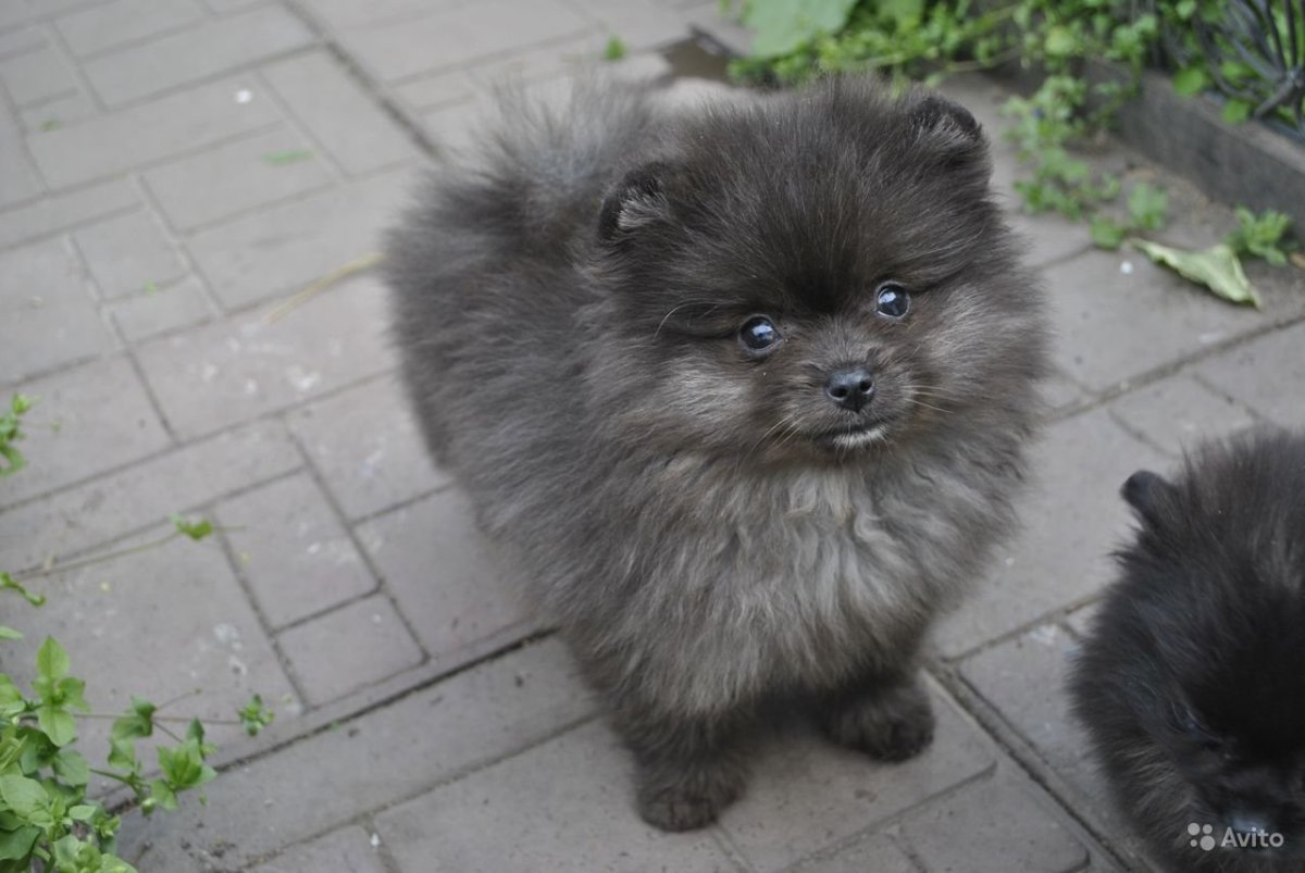 Шпиц окрас Мерле