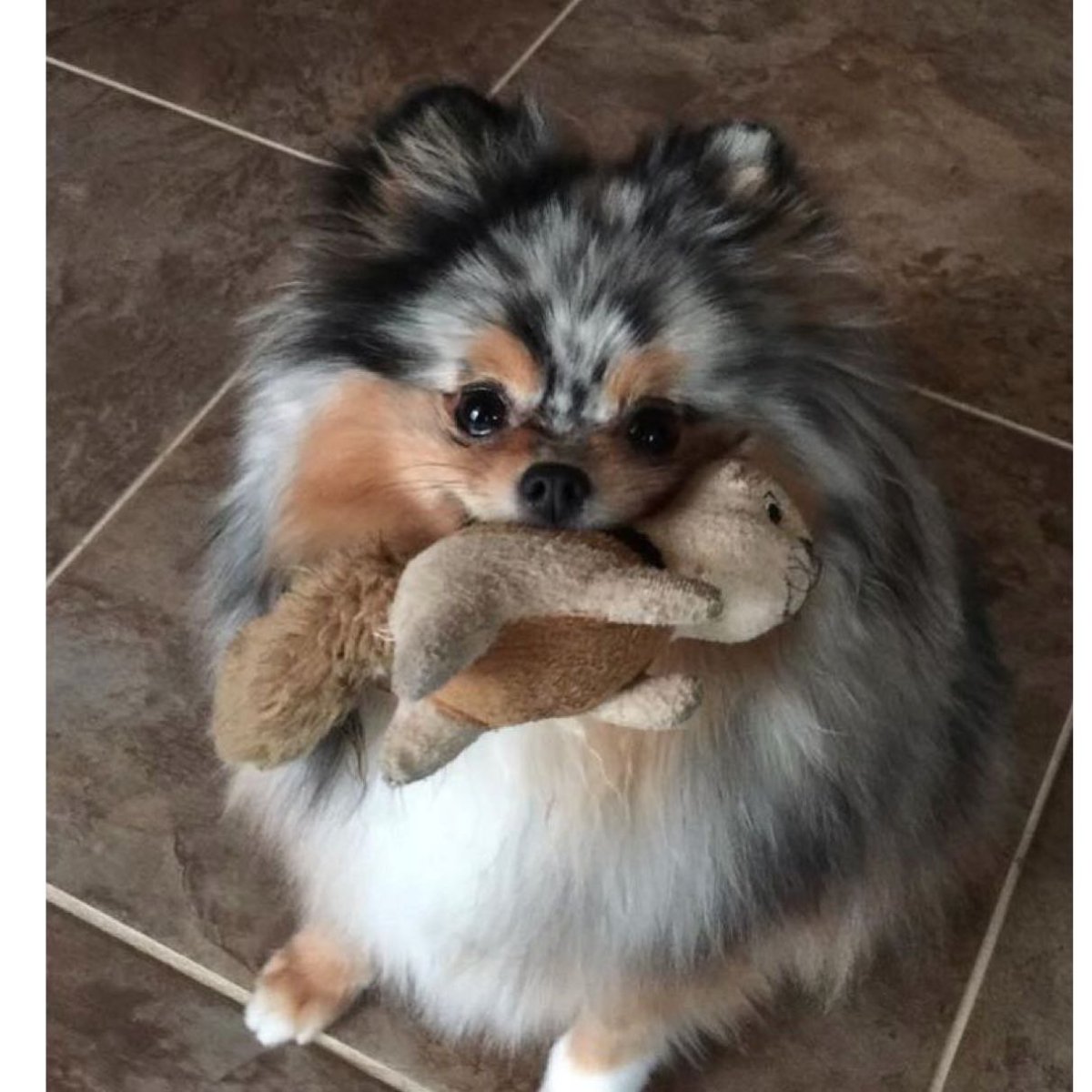 Померанский шпиц мраморный