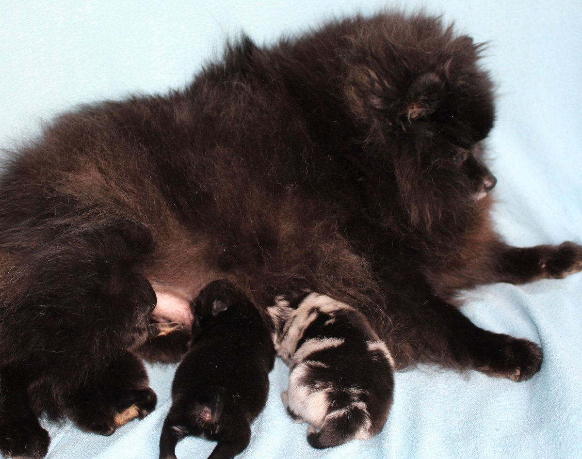 Шпиц Блю Мерль