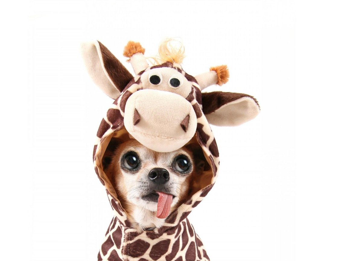 Чихуахуа в добрые