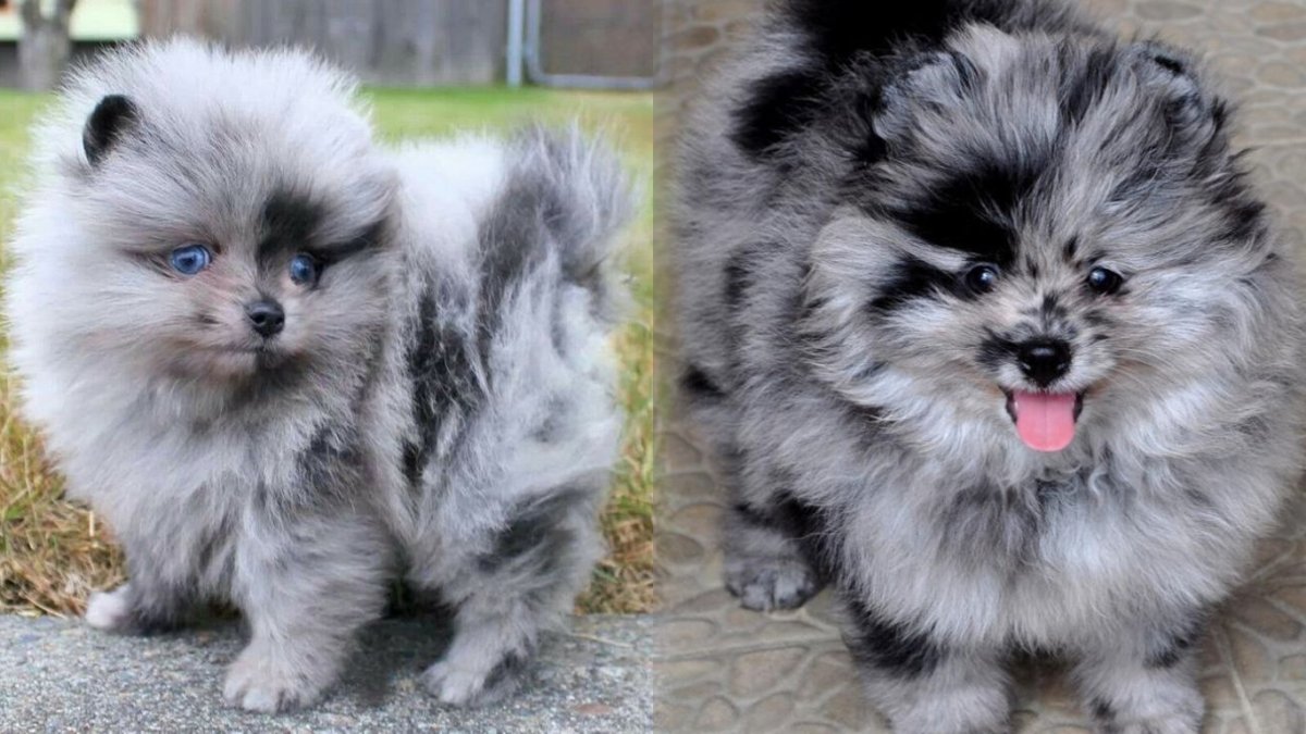 Шелти фото щенки мраморные