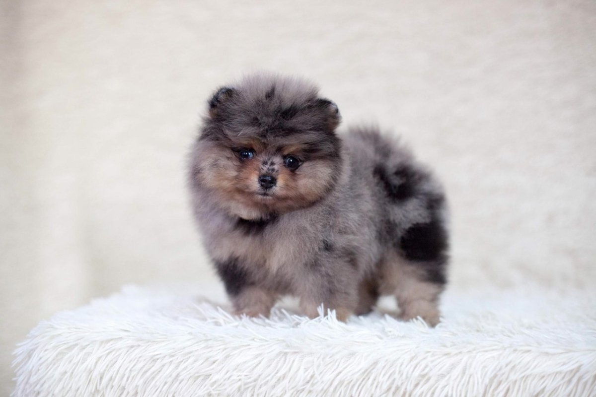 Померанский шпиц Браун