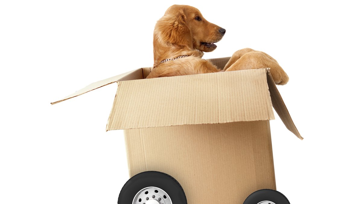 Переезд собака