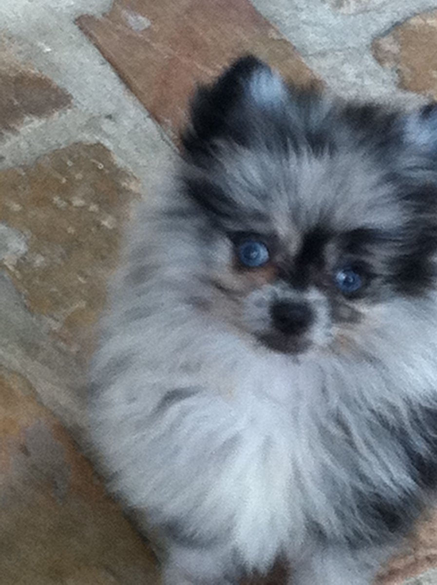 Шпиц окрас Мерле