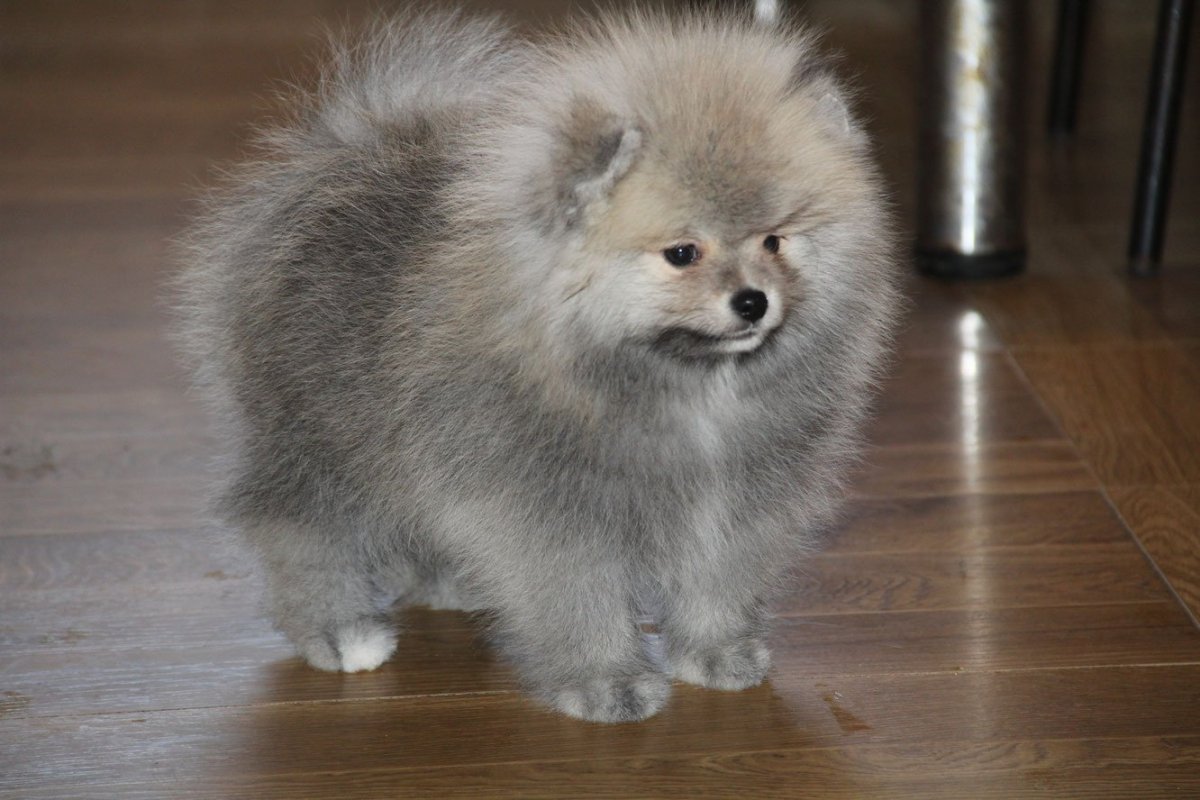 Шпиц Блю Мерле